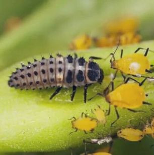 Lutte biologique